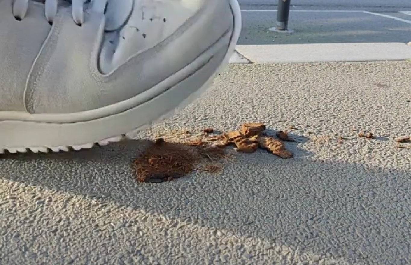95% des semelles de chaussures sont couvertes de bactéries fécales